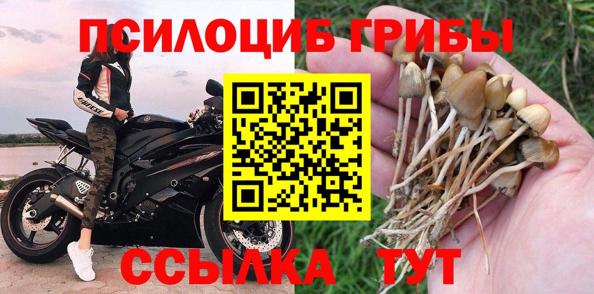 Галлюциногенные грибы Psilocybe Апшеронск