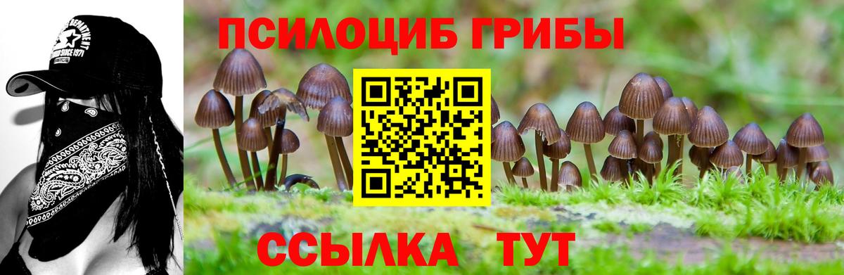 закладка  Галлюциногенные грибы мухоморы  Апшеронск  Вход с VPN  Псилоцибиновые грибы Psilocybe 